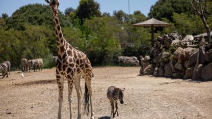 İzmir Doğal Yaşam Parkı’nda zebraya zürafa sahip çıktı