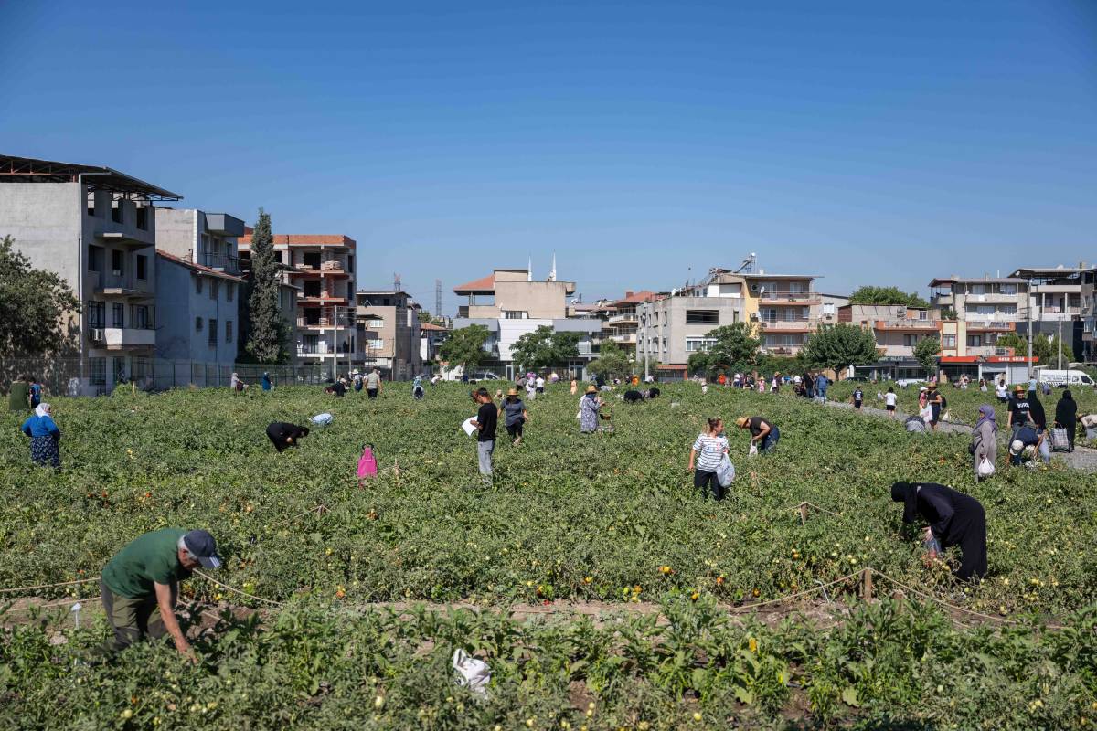 Doğanlar Kent Bostanı’nda hasat heyecanı